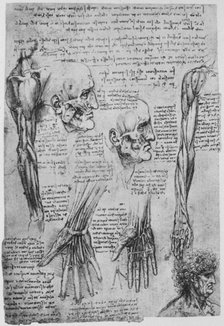 'Studies of the Muscles of the Face and Arm', c1480 (1945). Artist: Leonardo da Vinci.