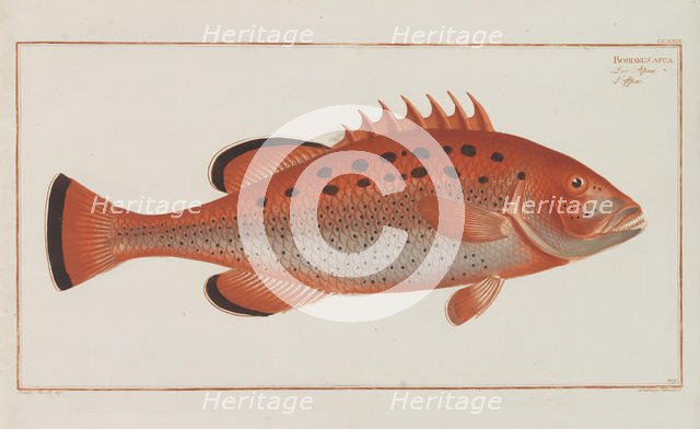 Allgemeine Naturgeschichte der Fische Deutschlands, 1782-1793. Creator: Bloch, Marcus Élieser (1723-1799).
