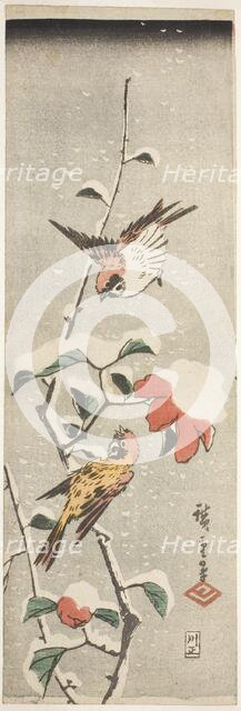 Sparrows and Camellia in Snow, c. 1837/48. Creator: Ando Hiroshige.