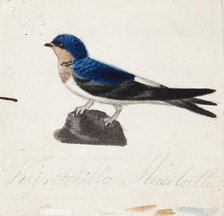 Northern House Martin, 1830-1835. Creator: Ferdinand von Wright.