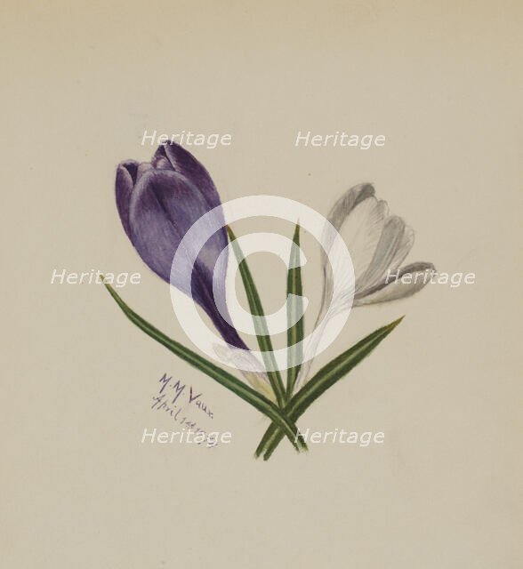 Untitled (Crocuses), 1874. Creator: Mary Vaux Walcott.
