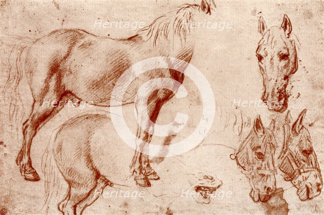 Studies of Horses, 1913.Artist: Peter Paul Rubens