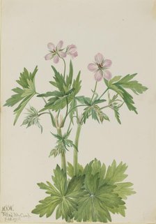 Western Cranesbill (Geranium viscosissimum), 1925. Creator: Mary Vaux Walcott.