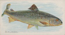 Salmon, from the Fish from American Waters series (N8) for Allen & Ginter Cigarettes Brands, 1889. Creator: Allen & Ginter.