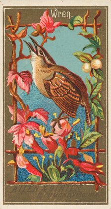 Wren, from the Birds of America series (N4) for Allen & Ginter Cigarettes Brands, 1888. Creator: Allen & Ginter.