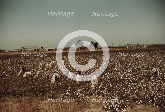 Day laborers picking cotton near Clarksdale, Miss., 1939. Creator: Marion Post Wolcott.