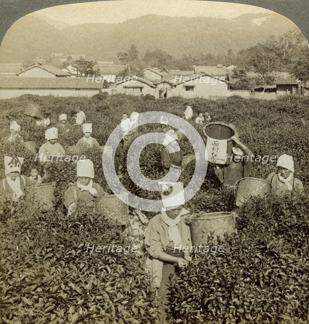 Girls picking tea, Uji, Japan.Artist: Underwood & Underwood