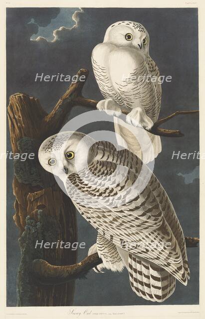 Snowy Owl, 1831. Creator: Robert Havell.