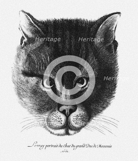 True picture of the Cat of the Tsar Alexis I Mikhailovich of Russia. Artist: Hollar, Wenceslaus (1607-1677)