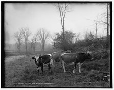 Cattle pasture near Richfield Springs, N.Y., between 1890 and 1901. Creator: Unknown.