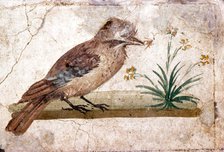 Roman wall painting of Jay from Boscoreale near Pompeii, 1st century. Artist: Unknown.