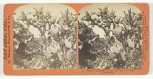 Cactus Gigantea - 18 feet high, San Jose, Santa Clara County, [USA], c. 1868.  Creator: Lawrence & Houseworth.