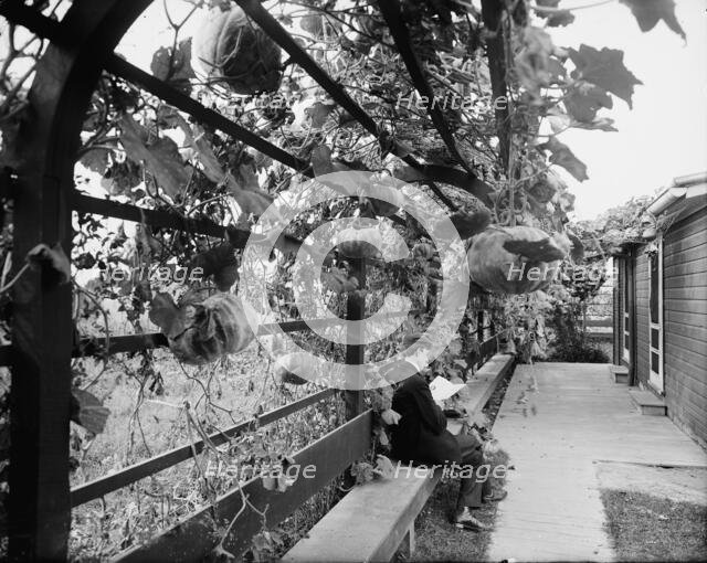 Vines in the rear of officers' club, National Cash Register [Company], Dayton, Ohio, (1902?). Creator: William H. Jackson.
