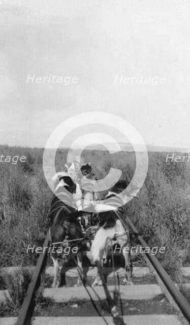 Dog team, between c1900 and 1916. Creator: Unknown.