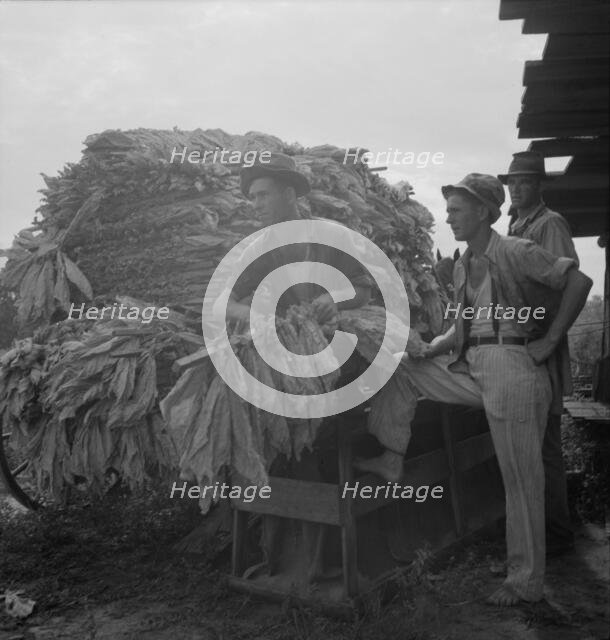 Loading cured tobacco for market, Georgia, 1937. Creator: Dorothea Lange.