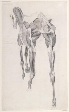 Working drawing for 'The Fourteenth Anatomical Table of the Muscles ... of the Horse', 1756. Creator: George Stubbs.