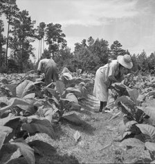 Negro tenants topping and suckering tobacco plants, Granville County, North Carolina, 1939. Creator: Dorothea Lange.