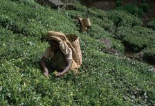 Tea-pickers in Sri Lanka. Artist: CM Dixon Artist: Unknown