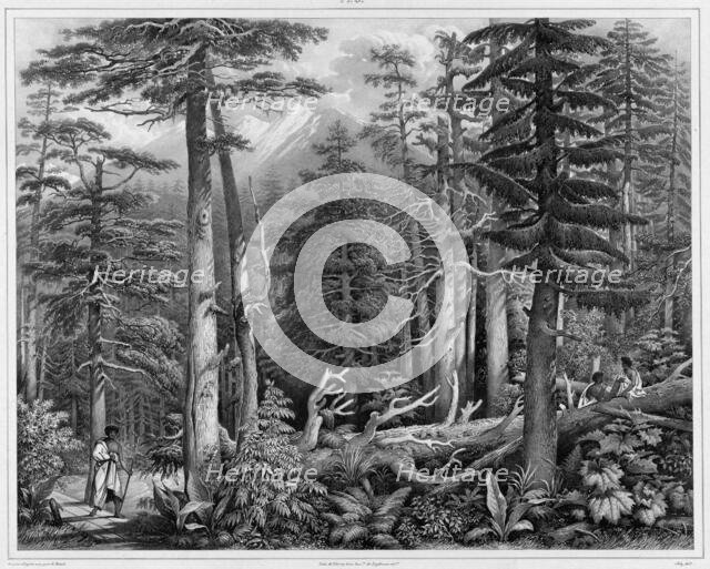 Forest of Sitka Island (northwest coast of America), 19th century. Creators: Alexander Postels, Godefroy Engelmann.