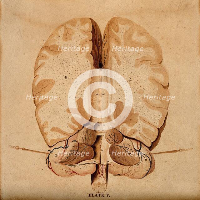 Brain: horizontal section, 1820-1827. Creator: William Home Lizars.