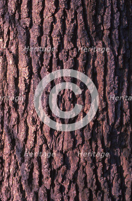 Oak Tree Bark, 20th century. Artist: CM Dixon.