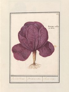 Red cabbage (Brassica oleracea convar. capitata var. rubra), 1596-1610. Creators: Anselmus de Boodt, Elias Verhulst.