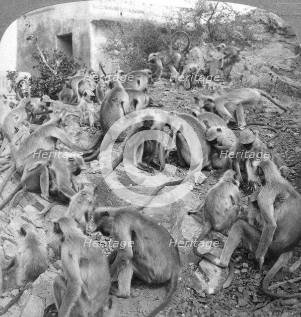 'Sacred' monkeys at Galta, near Jeypore, India, 1904.Artist: Underwood & Underwood