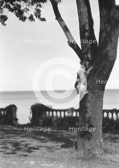 Cosgrave grounds, not before 1917. Creator: Arnold Genthe.