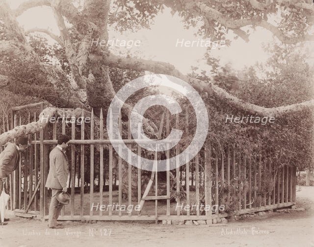 L'arbre de la Vièrge, c1880. Creator: Abdullah Frères.