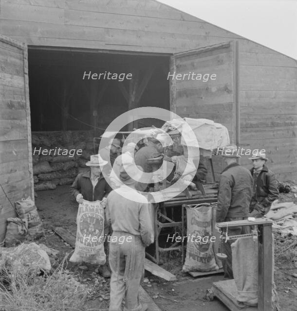 Grading potatoes, preparing for shipment..., ten miles south of Merrill, Oregon, 1939. Creator: Dorothea Lange.