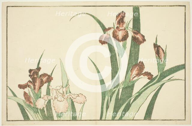 Iris, from The Picture Book of Realistic Paintings of Hokusai (Hokusai shashin gafu), Japan, c.1814. Creator: Hokusai.