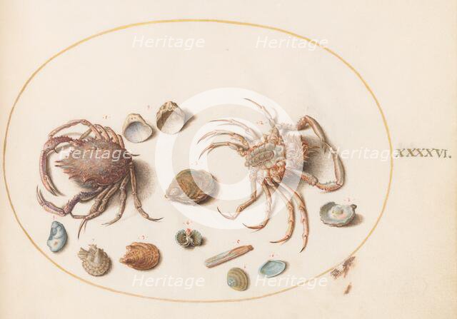 Animalia Aqvatilia et Cochiliata (Aqva): Plate XLVI, c. 1575/1580. Creator: Joris Hoefnagel.