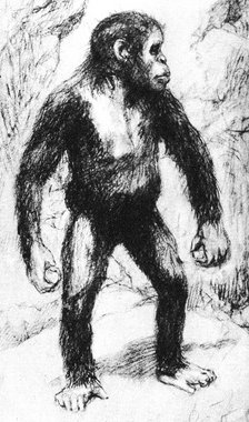 Taungs Ape-Man. Artist: Unknown