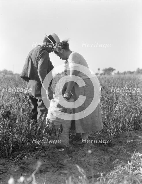 Mexican townfolk sacking peppers near Stockton, California, 1936. Creator: Dorothea Lange.