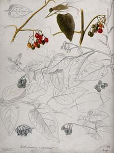 Black nightshade (Solanum nigrum): leaves and fruits. Creator: Unknown.
