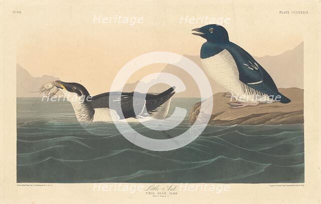 Little Auk, 1836. Creator: Robert Havell.