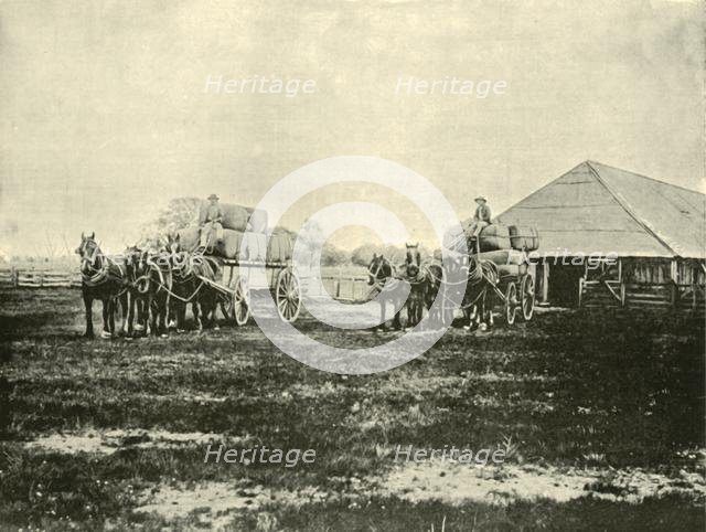 'Loading Wool, Warrawooh Station, Wimmera', 1901. Creator: Unknown.