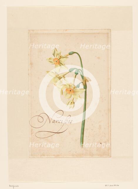 Daffodil, 1650-1699. Creator: Anon.