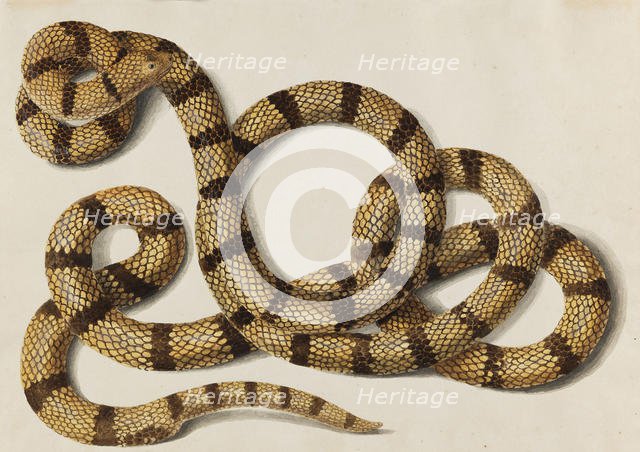 Snake, 1770-1780s. Creator: Scheidel, Franz Anton von (1731-1801).