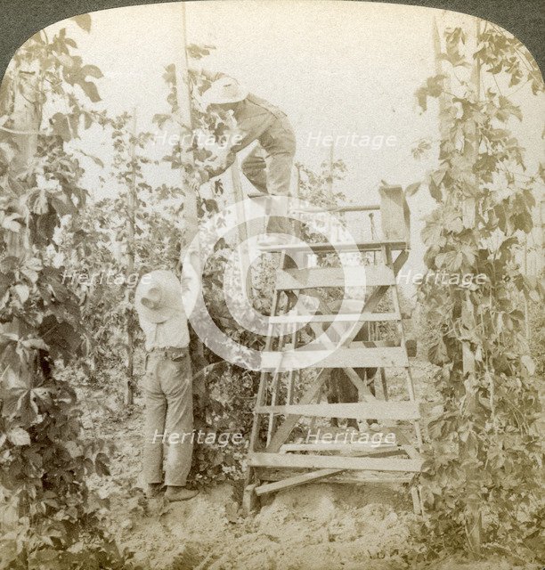 'In the Rich Hop District, Training the Vines, White River Valley, Washington', USA.Artist: Underwood & Underwood