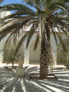 Palm tree and shadows, El Jem Archaeological Museum, Tunisia, 2009. Creator: Amanda Waite.