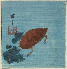 Turtle, c. 1840s. Creator: Ando Hiroshige.