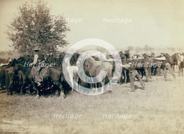 Roping and changing scene at --T Camp on round up of --T 999 --S & G, AUT..., between 1887 and 92. Creator: John C. H. Grabill.