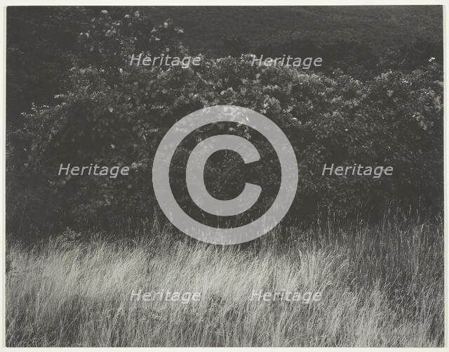 Hedge and Grasses - Lake George, 1933. Creator: Alfred Stieglitz.
