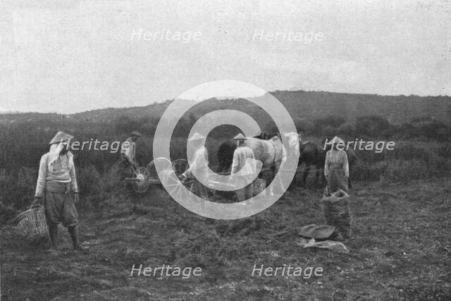 'Aspects imprevus de la campage Francaise: les indo-chinois aux champs', 1916. Creator: Unknown.