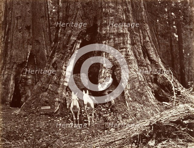 The Tripod, 94 feet circumference, 1865-66, printed ca. 1876. Creator: Carleton Emmons Watkins.