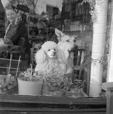 A white poodle and a German Shepherd dog sitting looking out of the window of a cafe, a..., 1962-64. Creator: John Gay.