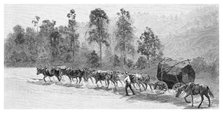 Cedar-getting on the Richmond River, New South Wales, Australia, 1886.Artist: JR Ashton