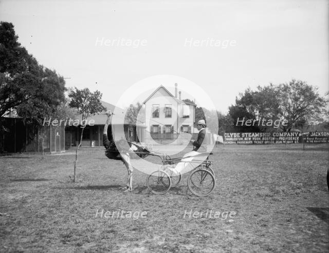 Oliver W., the famous trotting ostrich, Florida Ostrich Farm, Jacksonville, Florida, c1900-1910. Creator: Unknown.