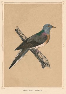 'Passenger Pigeon', (Ectopistes migratorius), extinct species, c1850, (1856). Artist: Unknown.